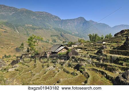 "Houses, rice farmers, rice terraces, rice paddies near Sapa, Sa Pa, Lao Cai province, northern Vietnam, Vietnam, Southeast Asia, Asia" View Large Photo Image Stock Image - "Houses, rice farmers, rice terraces, rice paddies near Sapa, Sa Pa, Lao Cai province, northern Vietnam, Vietnam, Southeast Asia, Asia". Fotosearch