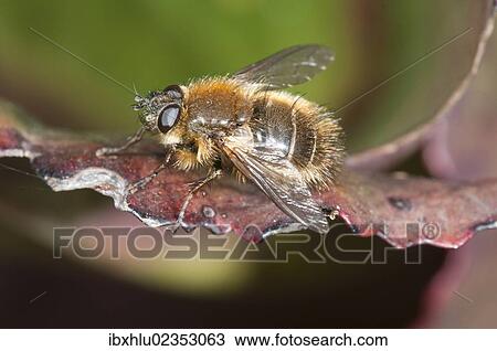 "Hoverfly (Brachypalpus valgus), Untergroeningen, Baden-Wuerttemberg, Germany, Europe" View Large Photo Image Stock Image - "Hoverfly (Brachypalpus valgus), Untergroeningen, Baden-Wuerttemberg, Germany, Europe". Fotosearch