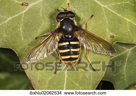 Picture - "Hoverfly (Sericomyia silentis), basking in sun, Untergroeningen, Baden-Wuerttemberg, Germany, Europe". Fotosearch
