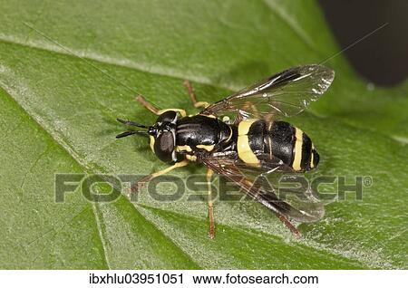 "Hoverfly species (Chrysotoxum bicinctum), Baden-Wurttemberg, Germany, Europe" View Large Photo Image Stock Image - "Hoverfly species (Chrysotoxum bicinctum), Baden-Wurttemberg, Germany, Europe". Fotosearch