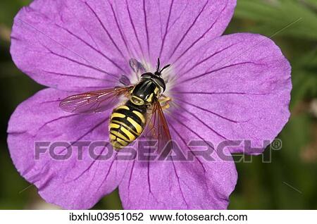 Stock Image - "Hoverfly species (Chrysotoxum fasciatum) collecting nectar on Bloody Cranesbill (Geranium sanguineum), Baden-Wurttemberg, Germany, Europe". Fotosearch