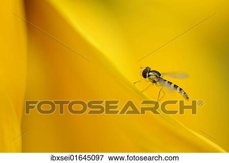 Hoverfly (Syrphidae) on a sunflower petal View Large Photo Image Stock Photo - Hoverfly (Syrphidae) on a sunflower petal. Fotosearch