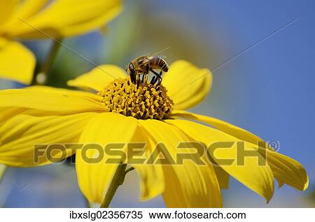 "Hoverfly (Syrphidae) on a yellow flower of the Jerusalem Artichoke, Sunchoke or Topinambour (Helianthus tuberosus)" View Large Photo Image Stock Photography - "Hoverfly (Syrphidae) on a yellow flower of the Jerusalem Artichoke, Sunchoke or Topinambour (Helianthus tuberosus)". Fotosearch