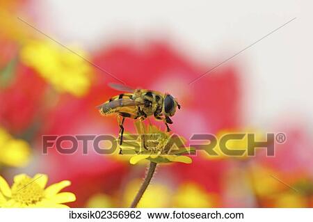 "Hoverfly (Syrphidae) on a zinnia or miniature sunflower (Sanvitalia procumbens solaris), Baden-Wuerttemberg, Germany, Europe" View Large Photo Image Stock Image - "Hoverfly (Syrphidae) on a zinnia or miniature sunflower (Sanvitalia procumbens solaris), Baden-Wuerttemberg, Germany, Europe". Fotosearch