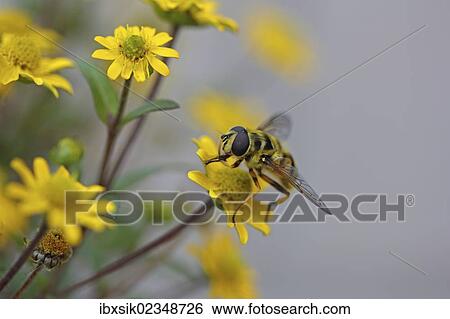 "Hoverfly (Syrphidae) on Creeping Zinnia (Sanvitalia procumbens solaris), Baden-Wuerttemberg, Germany, Europe" View Large Photo Image Stock Photograph - "Hoverfly (Syrphidae) on Creeping Zinnia (Sanvitalia procumbens solaris), Baden-Wuerttemberg, Germany, Europe". Fotosearch