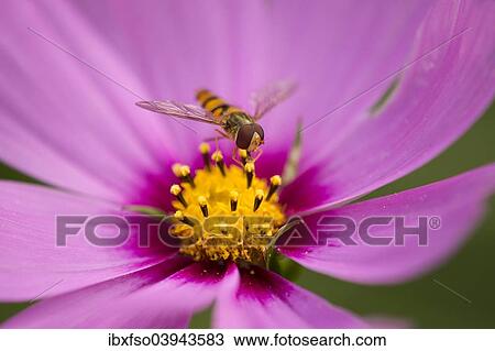 "Hoverfly (Syrphidae) perched on the flower of a Purple Coneflower (Echinacea spp. ), Lower Saxony, Germany, Europe" View Large Photo Image Stock Image - "Hoverfly (Syrphidae) perched on the flower of a Purple Coneflower (Echinacea spp. ), Lower Saxony, Germany, Europe". Fotosearch