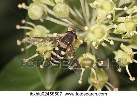 "Hoverfly (Syrphus ribesii), male on flowering Ivy, Untergroeningen, Baden-Wuerttemberg, Germany, Europe" View Large Photo Image Stock Photo - "Hoverfly (Syrphus ribesii), male on flowering Ivy, Untergroeningen, Baden-Wuerttemberg, Germany, Europe". Fotosearch