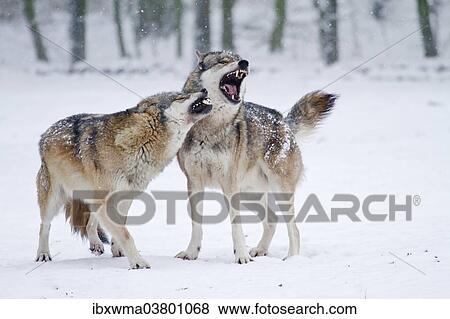 "Howling Wolves (Canis lupus) in the snow, Hesse, Germany, Europe" View Large Photo Image Stock Photo - "Howling Wolves (Canis lupus) in the snow, Hesse, Germany, Europe". Fotosearch