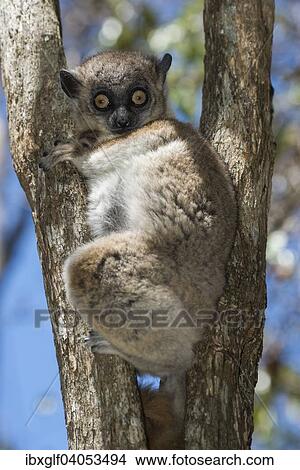 Picture - "Hubbard's Sportive Lemur (Lepilemur hubbardorum), Tsombitse National Park, Madagascar, Africa". Fotosearch