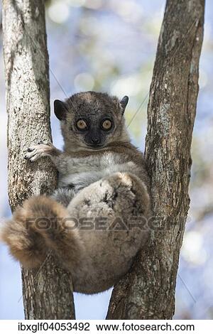"Hubbard's Sportive Lemur (Lepilemur hubbardorum), Tsombitse National Park, Madagascar, Africa" View Large Photo Image Stock Image - "Hubbard's Sportive Lemur (Lepilemur hubbardorum), Tsombitse National Park, Madagascar, Africa". Fotosearch