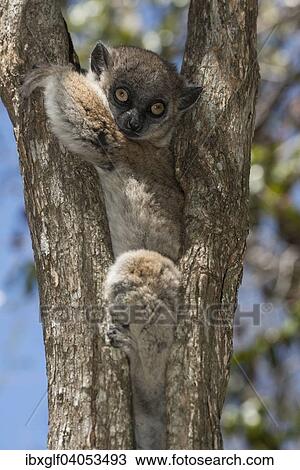 Stock Image - "Hubbard's Sportive Lemur (Lepilemur hubbardorum), Tsombitse National Park, Madagascar, Africa". Fotosearch