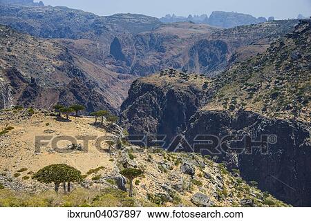 "Huge canyon at the Dixsam plateau, Socotra, Yemen, Asia" View Large Photo Image Stock Photo - "Huge canyon at the Dixsam plateau, Socotra, Yemen, Asia". Fotosearch