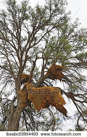"Huge communal nests of Weavers (Ploceidae), near Sossusvlei, Namibia, Africa" View Large Photo Image Stock Image - "Huge communal nests of Weavers (Ploceidae), near Sossusvlei, Namibia, Africa". Fotosearch
