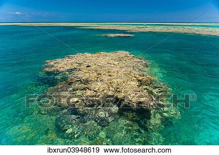 "Huge coral, Great Barrier Reef, UNESCO World Heritage Site, Queensland, Australia, Oceania" View Large Photo Image Stock Photo - "Huge coral, Great Barrier Reef, UNESCO World Heritage Site, Queensland, Australia, Oceania". Fotosearch
