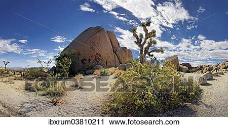 Stock Image - "Huge granite rocks of Split Rocks and green Mojave Yucca or Spanish Dagger (Yucca schidigera), Joshua Tree National Park, Desert Center, California, USA". Fotosearch