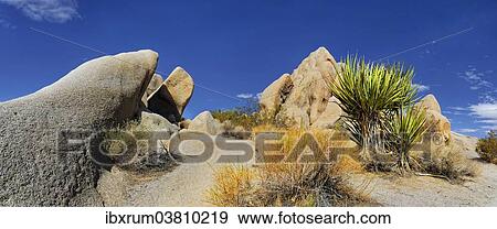 "Huge granite rocks of Split Rocks and green Mojave Yucca or Spanish Dagger (Yucca schidigera), Joshua Tree National Park, Desert Center, California, USA" View Large Photo Image Stock Photo - "Huge granite rocks of Split Rocks and green Mojave Yucca or Spanish Dagger (Yucca schidigera), Joshua Tree National Park, Desert Center, California, USA". Fotosearch