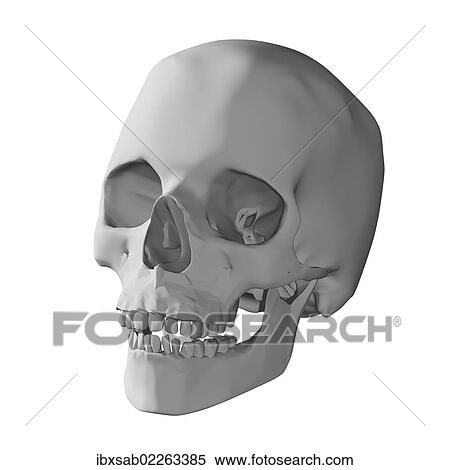 "Human skull, 3D illustration" View Large Photo Image Stock Photography - "Human skull, 3D illustration". Fotosearch