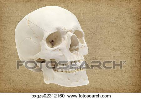 Stock Image - "Human skull, anatomical model, anatomy". Fotosearch