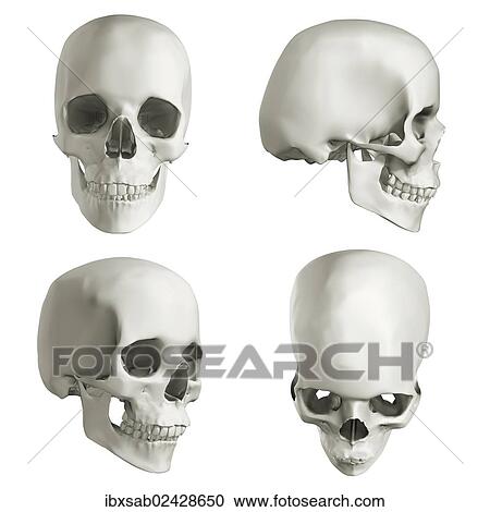 "Human skull, four different views, 3D illustration" View Large Photo Image Stock Image - "Human skull, four different views, 3D illustration". Fotosearch