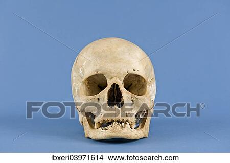 Human skull View Large Photo Image Picture - Human skull. Fotosearch