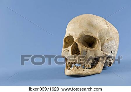 Stock Photo - Human skull. Fotosearch