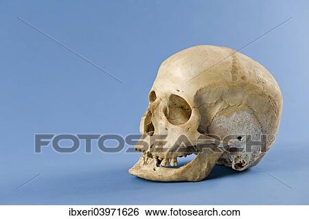 Stock Photograph - Human skull. Fotosearch