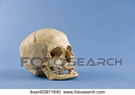 Stock Photography - Human skull. Fotosearch