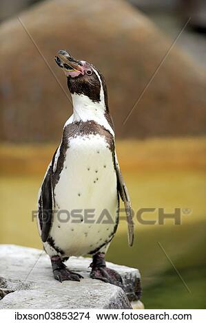"Humboldt Penguin or Peruvian Penguin (Spheniscus humboldti), adult, calling, Luisenpark, Mannheim, Baden-Wurttemberg, Germany, Europe" View Large Photo Image Picture - "Humboldt Penguin or Peruvian Penguin (Spheniscus humboldti), adult, calling, Luisenpark, Mannheim, Baden-Wurttemberg, Germany, Europe". Fotosearch