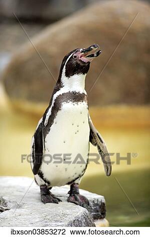 "Humboldt Penguin or Peruvian Penguin (Spheniscus humboldti), adult, calling, Luisenpark, Mannheim, Baden-Wurttemberg, Germany, Europe" View Large Photo Image Stock Image - "Humboldt Penguin or Peruvian Penguin (Spheniscus humboldti), adult, calling, Luisenpark, Mannheim, Baden-Wurttemberg, Germany, Europe". Fotosearch