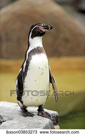 "Humboldt Penguin or Peruvian Penguin (Spheniscus humboldti), adult, Luisenpark, Mannheim, Baden-Wurttemberg, Germany, Europe" View Large Photo Image Stock Image - "Humboldt Penguin or Peruvian Penguin (Spheniscus humboldti), adult, Luisenpark, Mannheim, Baden-Wurttemberg, Germany, Europe". Fotosearch