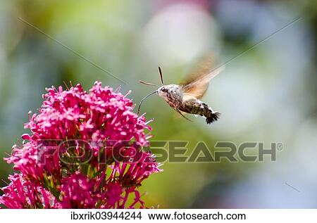 Hummingbird Hawk-Moth (Macroglossum stellatarum) View Large Photo Image Picture - Hummingbird Hawk-Moth (Macroglossum stellatarum). Fotosearch