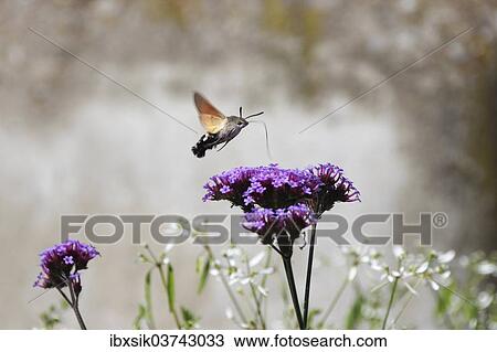 "Hummingbird Hawk-moth or Hummingmoth (Macroglossum stellatarum) inflight food intake, Baden-Wurttemberg, Germany, Europe" View Large Photo Image Stock Image - "Hummingbird Hawk-moth or Hummingmoth (Macroglossum stellatarum) inflight food intake, Baden-Wurttemberg, Germany, Europe". Fotosearch