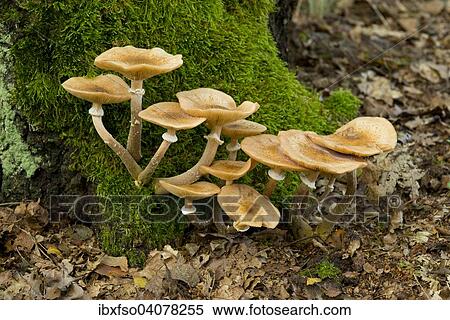 "Humongous Fungus (Armillaria ostoyae), Lower Saxony, Germany, Europe" View Large Photo Image Stock Photography - "Humongous Fungus (Armillaria ostoyae), Lower Saxony, Germany, Europe". Fotosearch