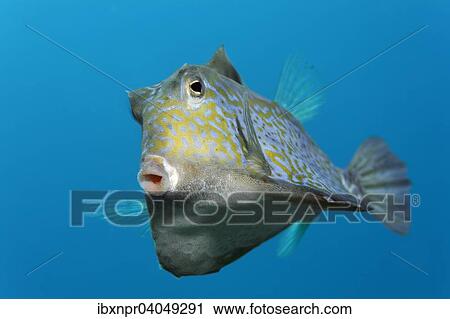"Humpback turretfish (Tetrosomus gibbosus), Great Barrier Reef, Pacific, Australia, Oceania" View Large Photo Image Stock Image - "Humpback turretfish (Tetrosomus gibbosus), Great Barrier Reef, Pacific, Australia, Oceania". Fotosearch