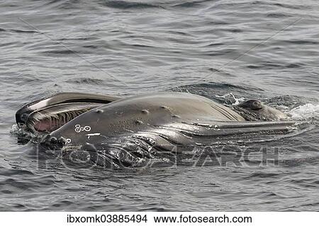 "Humpback Whale (Megaptera novaeangliae) foraging at the sea surface, Barents Sea, Nordaustland, Svalbard Archipelago, Svalbard and Jan Mayen, Norway, Europe" View Large Photo Image Picture - "Humpback Whale (Megaptera novaeangliae) foraging at the sea surface, Barents Sea, Nordaustland, Svalbard Archipelago, Svalbard and Jan Mayen, Norway, Europe". Fotosearch
