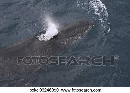 "Humpback Whale (Megaptera novaeangliae), blowing, Gerlache Strait, Antarctic Peninsula, Antarctica" View Large Photo Image Stock Image - "Humpback Whale (Megaptera novaeangliae), blowing, Gerlache Strait, Antarctic Peninsula, Antarctica". Fotosearch