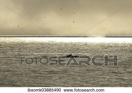 Stock Image - "Humpback Whale (Megaptera novaeangliae), plunging, Barents Sea, Nordaustland, Svalbard Archipelago, Svalbard and Jan Mayen, Norway, Europe". Fotosearch