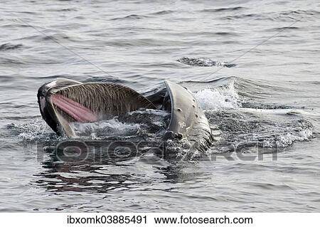Stock Image - "Humpback Whale (Megaptera novaeangliae) foraging at the sea surface, Barents Sea, Nordaustland, Svalbard Archipelago, Svalbard and Jan Mayen, Norway, Europe". Fotosearch