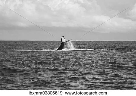 "Humpback Whale (Megaptera novaeangliae), diving with a raised fluke, Indian Ocean, Sainte Marie, Nosy Boraha, Madagascar, Africa" View Large Photo Image Stock Photo - "Humpback Whale (Megaptera novaeangliae), diving with a raised fluke, Indian Ocean, Sainte Marie, Nosy Boraha, Madagascar, Africa". Fotosearch