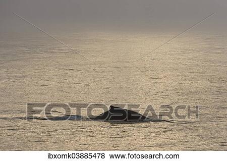 "Humpback Whale (Megaptera novaeangliae), plunging, Barents Sea, Nordaustland, Svalbard Archipelago, Svalbard and Jan Mayen, Norway, Europe" View Large Photo Image Stock Photo - "Humpback Whale (Megaptera novaeangliae), plunging, Barents Sea, Nordaustland, Svalbard Archipelago, Svalbard and Jan Mayen, Norway, Europe". Fotosearch