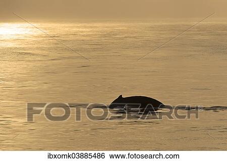 "Humpback Whale (Megaptera novaeangliae), plunging, Barents Sea, Nordaustland, Svalbard Archipelago, Svalbard and Jan Mayen, Norway, Europe" View Large Photo Image Stock Photograph - "Humpback Whale (Megaptera novaeangliae), plunging, Barents Sea, Nordaustland, Svalbard Archipelago, Svalbard and Jan Mayen, Norway, Europe". Fotosearch