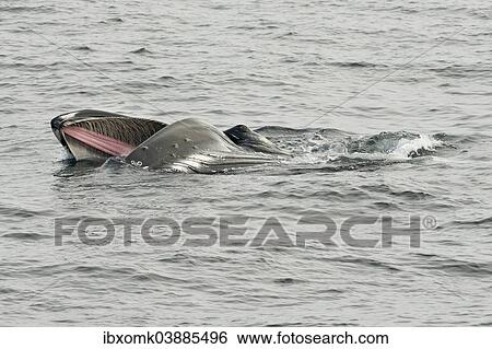 "Humpback Whale (Megaptera novaeangliae) foraging at the sea surface, Barents Sea, Nordaustland, Svalbard Archipelago, Svalbard and Jan Mayen, Norway, Europe" View Large Photo Image Stock Photograph - "Humpback Whale (Megaptera novaeangliae) foraging at the sea surface, Barents Sea, Nordaustland, Svalbard Archipelago, Svalbard and Jan Mayen, Norway, Europe". Fotosearch