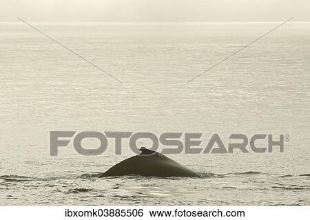 "Humpback Whale (Megaptera novaeangliae), plunging, Barents Sea, Nordaustland, Svalbard Archipelago, Svalbard and Jan Mayen, Norway, Europe" View Large Photo Image Stock Photograph - "Humpback Whale (Megaptera novaeangliae), plunging, Barents Sea, Nordaustland, Svalbard Archipelago, Svalbard and Jan Mayen, Norway, Europe". Fotosearch