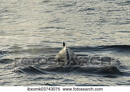 "Humpback Whale (Megaptera novaeangliae) on the water surface, Barentsse, Nordaustlandet, Svalbard Archipelago, Svalbard and Jan Mayen, Norway, Europe" View Large Photo Image Stock Photography - "Humpback Whale (Megaptera novaeangliae) on the water surface, Barentsse, Nordaustlandet, Svalbard Archipelago, Svalbard and Jan Mayen, Norway, Europe". Fotosearch
