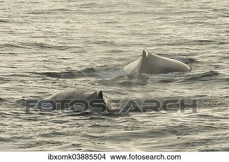 "Humpback Whales (Megaptera novaeangliae) at the sea surface, Barents Sea, Nordaustland, Svalbard Archipelago, Svalbard and Jan Mayen, Norway, Europe" View Large Photo Image Picture - "Humpback Whales (Megaptera novaeangliae) at the sea surface, Barents Sea, Nordaustland, Svalbard Archipelago, Svalbard and Jan Mayen, Norway, Europe". Fotosearch