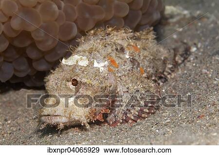 "Humpbacked Scorpionfish (Scorpaenopsis gibbosa), juvenile, on sand, Jordan, Asia" View Large Photo Image Stock Photo - "Humpbacked Scorpionfish (Scorpaenopsis gibbosa), juvenile, on sand, Jordan, Asia". Fotosearch