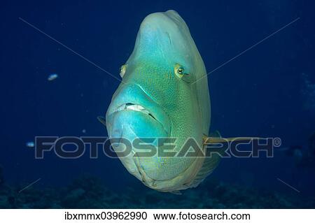 "Humphead wrasse (Cheilinus undulatus), Palau, Oceania" View Large Photo Image Stock Image - "Humphead wrasse (Cheilinus undulatus), Palau, Oceania". Fotosearch