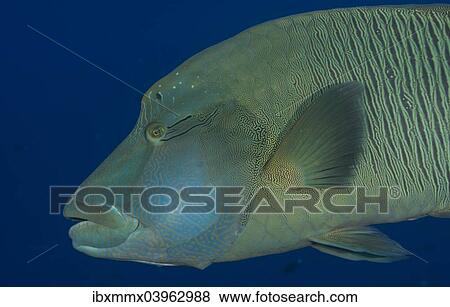 "Humphead wrasse (Cheilinus undulatus), Palau, Oceania" View Large Photo Image Stock Photo - "Humphead wrasse (Cheilinus undulatus), Palau, Oceania". Fotosearch