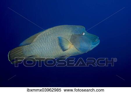 "Humphead wrasse (Cheilinus undulatus), Palau, Oceania" View Large Photo Image Stock Photography - "Humphead wrasse (Cheilinus undulatus), Palau, Oceania". Fotosearch