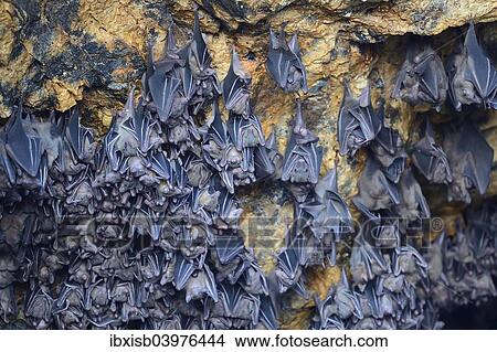 "Hundreds of bats in a cave above the altar, Temple of the Bats or Goa Lawah, Bali, Indonesia, Asia" View Large Photo Image Picture - "Hundreds of bats in a cave above the altar, Temple of the Bats or Goa Lawah, Bali, Indonesia, Asia". Fotosearch